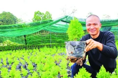 Anh Trần Văn Hòa (xã Hữu Lũng) chăm sóc cây giống hoàng đàn tuyết.