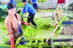 Lá khóm sau khi được làm dập sẽ đưa ra máy để ép, đánh sợi.