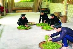 Thành viên Hợp tác xã Trồng và chế biến chè Thanh Thủy thực hiện quy trình sản xuất chè.