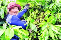 Nhờ áp dụng khoa học, kỹ thuật vào sản xuất, vườn cà-phê của gia đình chị Puih H’Ani đạt năng suất cao trong những năm qua.