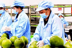 Xử lý bưởi trước khi xuất khẩu ở tỉnh Vĩnh Long.