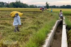 Huế kêu gọi người dân thu hoạch xong vụ hè thu trước ngày 2/9.