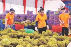 Phân loại sầu riêng để xuất khẩu.
