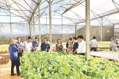 Phát triển các mô hình nông nghiệp góp phần nâng cao thu nhập, mức sống cho nhân dân miền núi Quảng Ngãi.