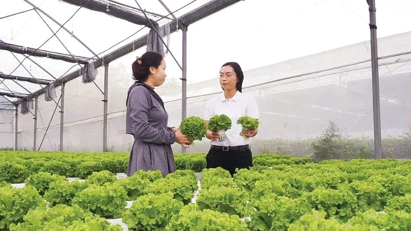 Sản xuất nông nghiệp công nghệ cao tại xã Nhuận Đức, Thành phố Hồ Chí Minh. (Ảnh: HOÀNG HÙNG)