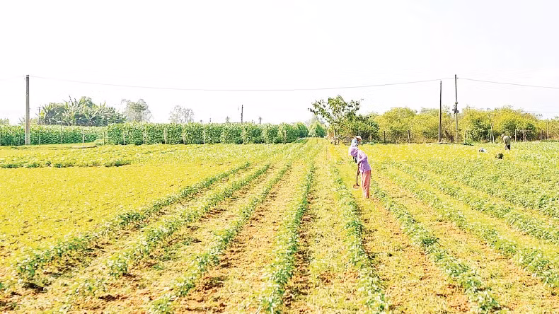 Vùng chuyên canh rau Bàu Tròn (xã Đại Lộc) hồi sinh sau lũ.
