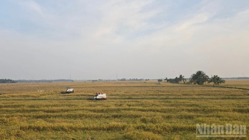 Nông dân An Giang thu hoạch lúa.