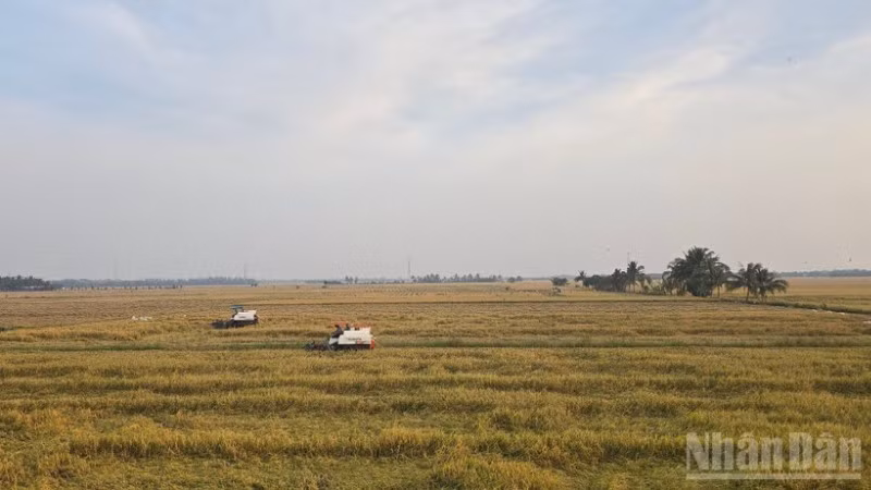 Nông dân An Giang thu hoạch lúa.