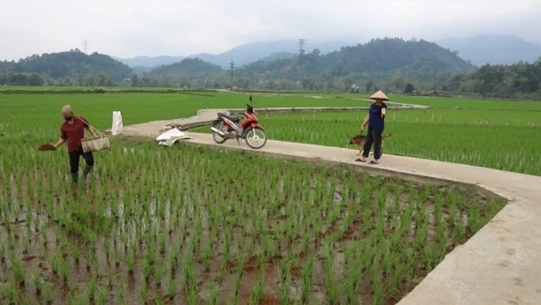 Một tuyến đường nội đồng ở xã Lục Bình, huyện Bạch Thông được cứng hoá nhờ người dân hiến đất, góp công. (Ảnh: HƯƠNG DỊU)