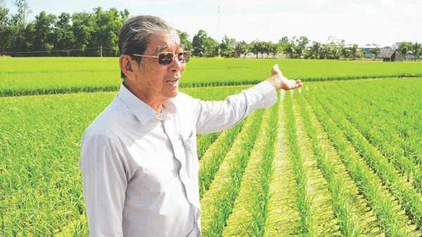 Nhà nông học-kỹ sư Hồ Quang Cua bên thửa ruộng lúa giống ST25. (Ảnh: Nguyễn Thanh Phong)