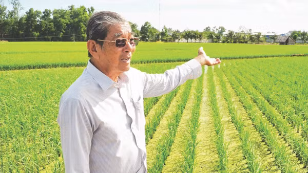 Nhà nông học-kỹ sư Hồ Quang Cua bên thửa ruộng lúa giống ST25. (Ảnh: Nguyễn Thanh Phong)