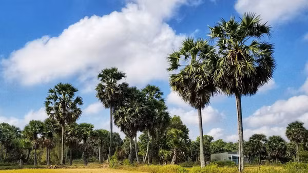 Giữ mãi màu xanh thốt nốt, nâng tầm tinh hoa quê hương 