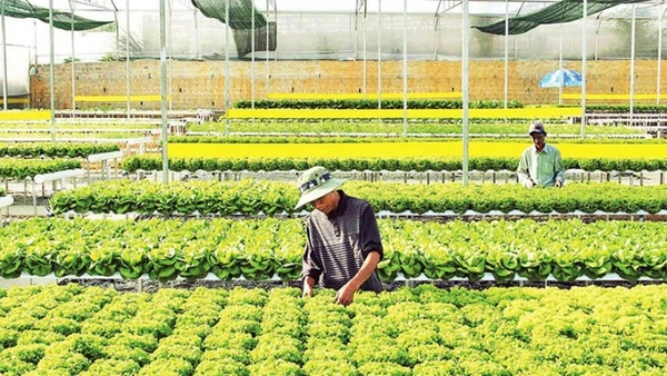 Sản xuất rau thủy canh tại trang trại Đức Tín, thành phố Đà Lạt, tỉnh Lâm Đồng. (Ảnh: MAI VĂN BẢO)