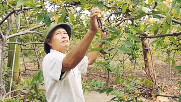 Ông Nguyễn Văn Được (phường Đông Triều, Quảng Ninh), người cao tuổi vẫn lao động khỏe mạnh khi về hưu.