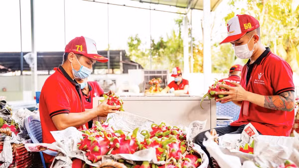 Kiểm tra thanh long trước khi xuất khẩu tại Công ty Vina T&T Group (Ảnh: MINH ANH)