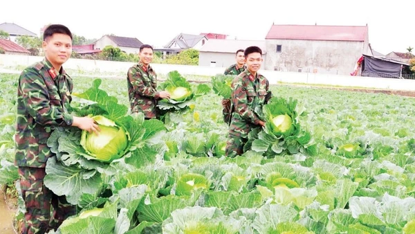 Chiến sĩ Trung đoàn 95, Sư đoàn 325, Quân đoàn 12 tăng gia sản xuất, chủ động nguồn thực phẩm tươi, sạch cho bộ đội đón Xuân.