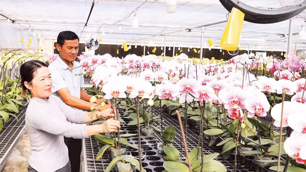 Vợ chồng anh Học, chị Hương bên những giàn hoa lan Hồ điệp phục vụ Tết Nguyên đán Bính Ngọ.