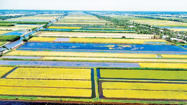 Mô hình lúa sinh thái canh tác trên đồng đất lúa-tôm của tỉnh Cà Mau.