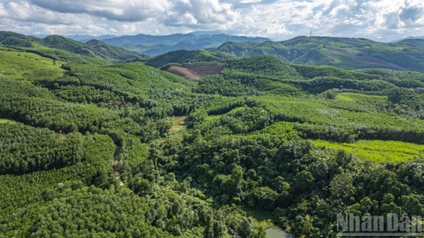 Những tán rừng ở thôn 3, xã Tiên An, huyện Tiên Phước, tỉnh Quảng Nam (cũ), nay là xã Thạnh Bình (Đà Nẵng). (Ảnh: TÙNG LÂM)