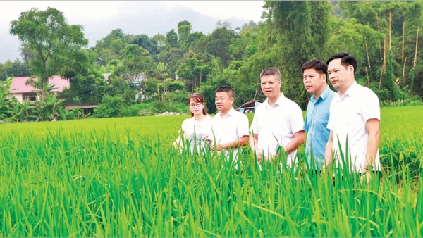 Cán bộ Sở Khoa học và Công nghệ Thái Nguyên khảo sát để cấp chỉ dẫn địa lý cho gạo nếp Khẩu Nua Lếch. (Ảnh: THU HIỀN)