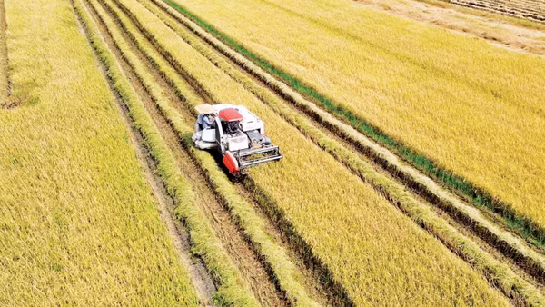 Thu hoạch tại vùng lúa chất lượng cao, giảm phát thải tại tỉnh Đồng Tháp.