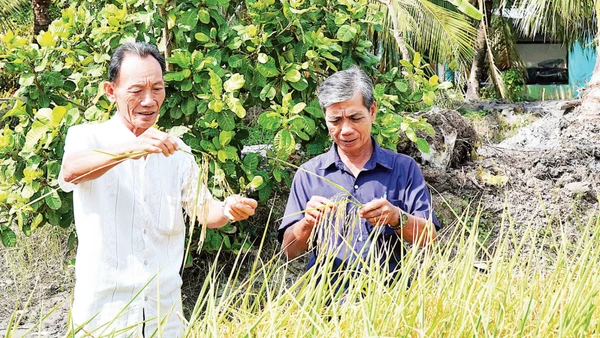 Nông dân Lê Văn Thể (bên trái) trên đồng ruộng ngoài thu hoạch thêm vụ tôm, năng suất lúa trung bình đạt hơn 6 tấn/ha.