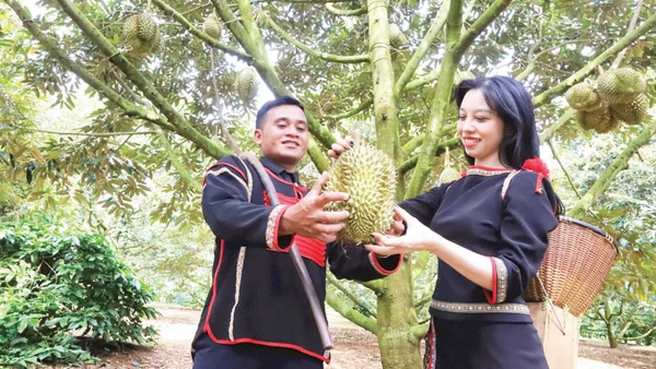 Trồng sầu riêng giúp nhiều nông dân Đắk Lắk nâng cao thu nhập, thoát nghèo bền vững.