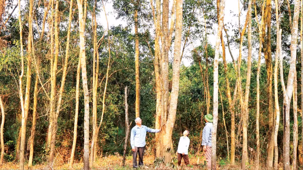 Rừng cây keo gỗ lớn của ông Hoàng Văn Năm ở thôn Đông Xuân.