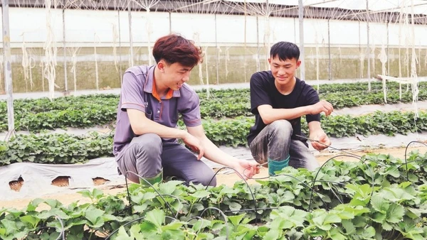 Thành viên Hợp tác xã thanh niên Mộc Châu, tỉnh Sơn La kiểm tra hệ thống tưới nhỏ giọt tại vườn dâu tây.