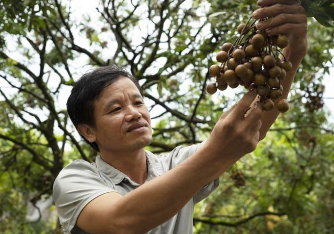 Anh Bùi Xuân Sử, người trồng nhãn hữu cơ đầu tiên của tỉnh Hưng Yên. (Ảnh: Hoàng Anh)