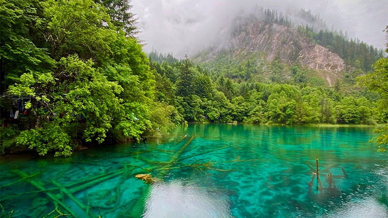 Những thân cây nằm dưới làn nước xanh thẫm tạo nên một vẻ đẹp độc đáo không nơi nào có được của Cửu Trại Câu.