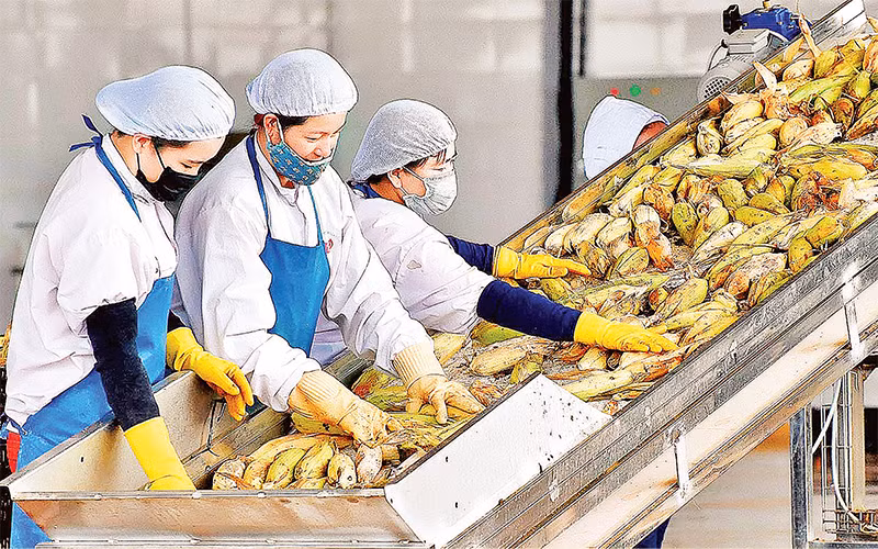 Các FTA được ký kết góp phần mở rộng cơ hội xuất khẩu cho nông sản Việt Nam. Ảnh: Ðức Thụy