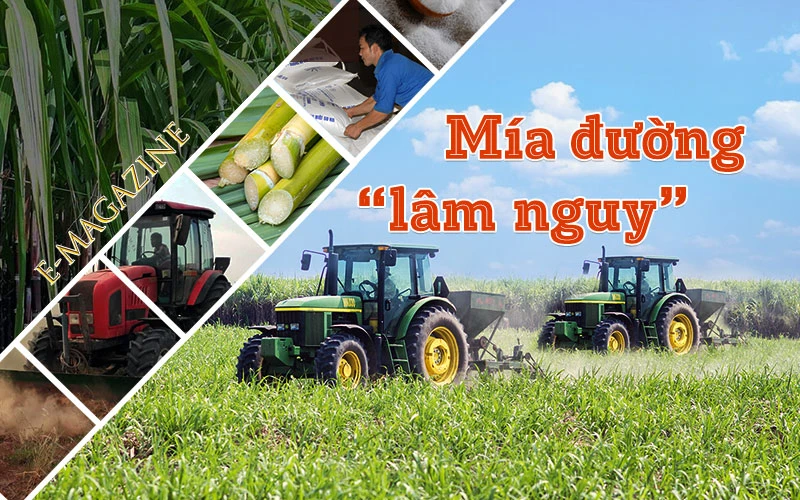 Mía đường “lâm nguy”