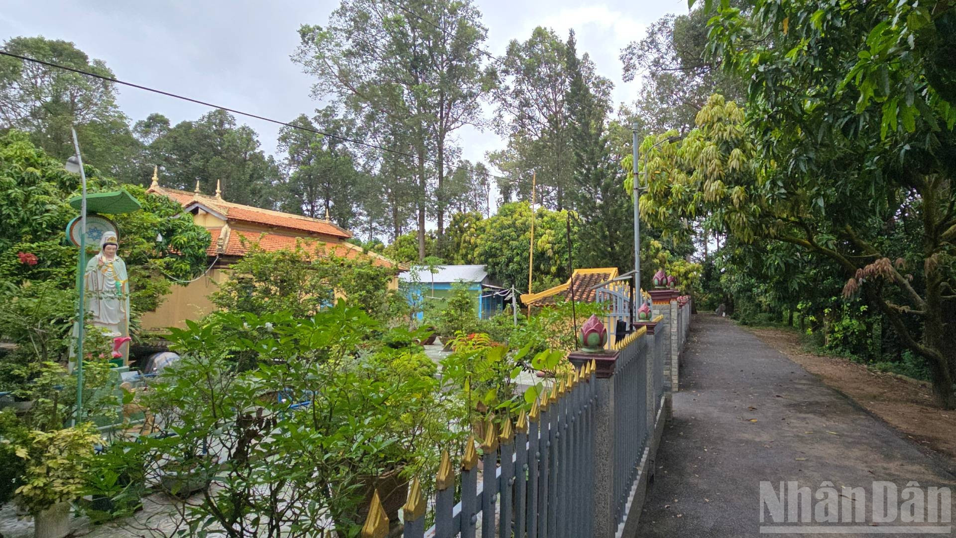 Chùa Hưng Long nơi bầy dơi về làm tổ. ndo_br_20250815-091742-1.jpg