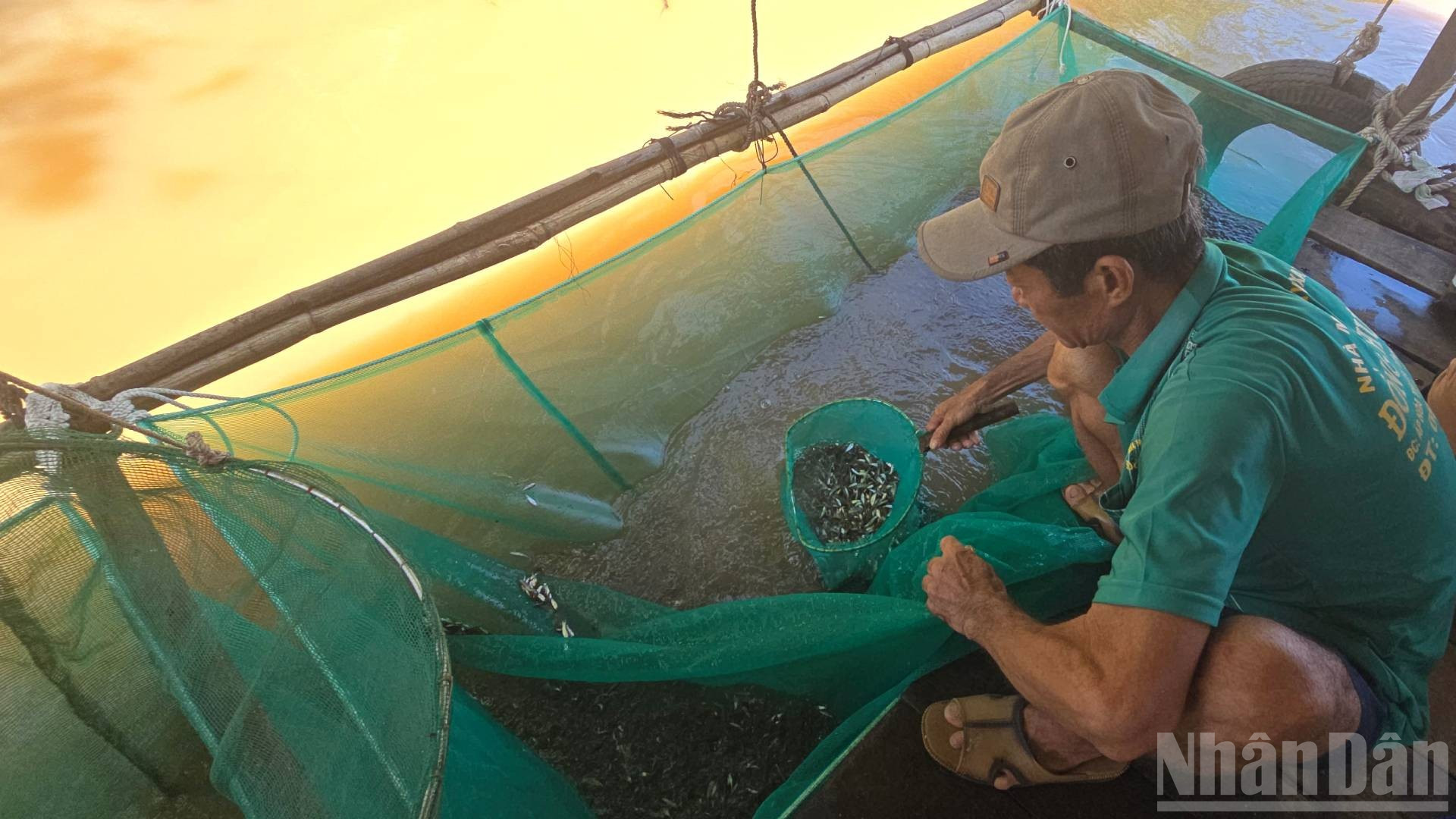 Mùa cá linh giúp người dân đầu nguồn tỉnh An Giang có thu nhập ổn định.