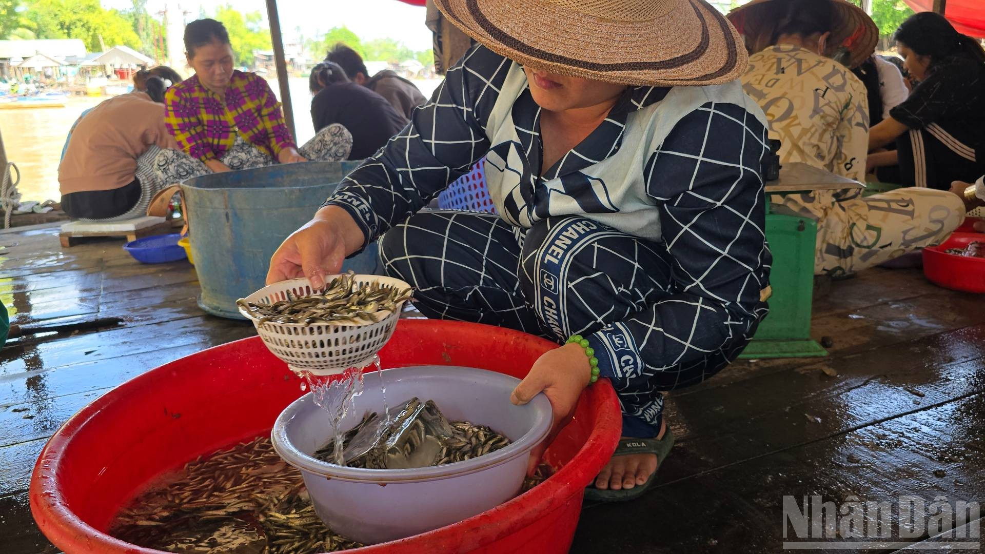 Cá linh non đầu mùa có giá trị kinh tế cao. ndo_br_20250723-103115.jpg