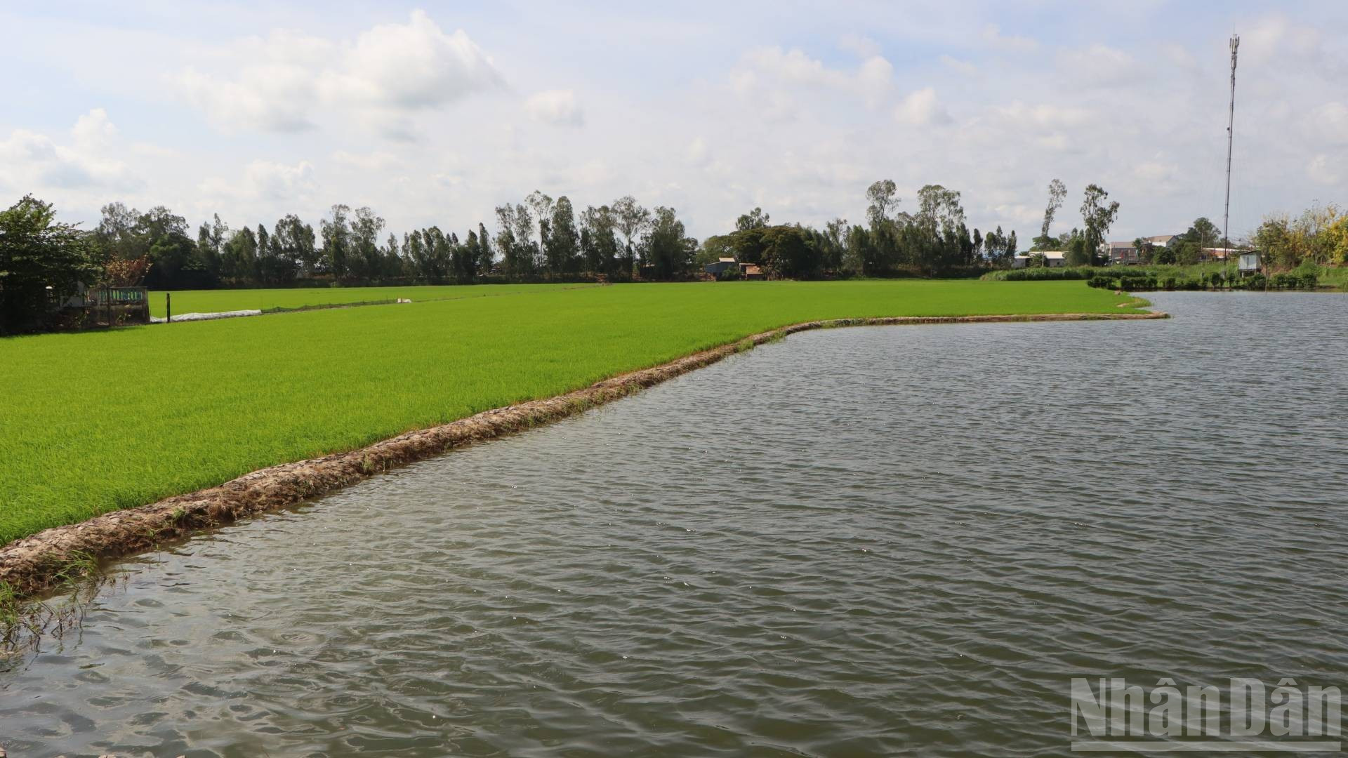 Một số nông dân ở xã Vàm Nao vừa trồng lúa vừa thả nuôi cá lấy nước phục tưới tiêu trong mùa khô. ndo_br_aq-1-6886.jpg