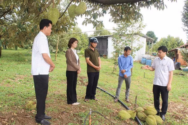 Mưa kèm theo lốc xoáy ở xã Bù Đăng làm sầu riêng đang non gãy rụng.