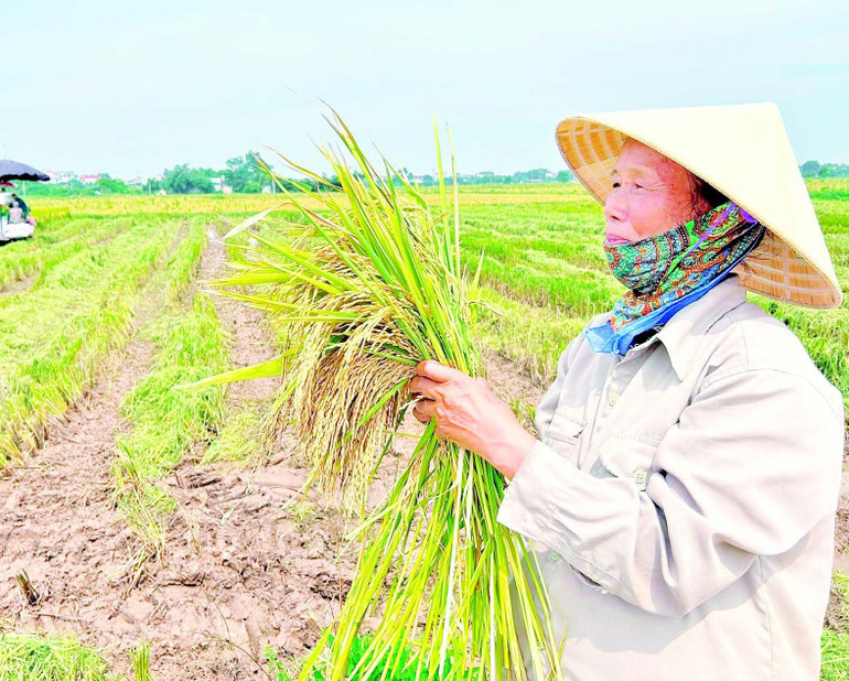 Người nông dân quan sát lúa sau thu hoạch. s.jpg
