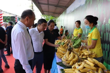 Chuối là một trong những mặt hàng trái cây có nhiều tiềm năng xuất khẩu sang Nhật Bản. 