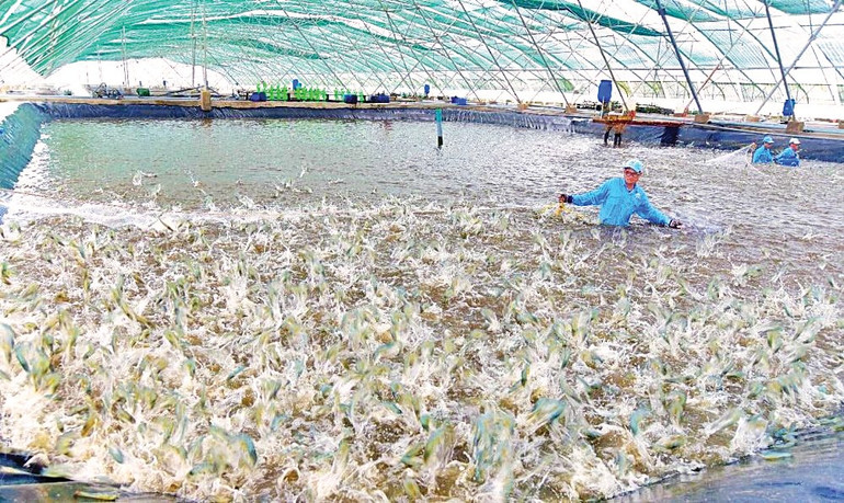 Tập đoàn Thủy sản Minh Phú triển khai công nghệ nuôi tôm sinh học MPBio nhằm giảm giá tôm nguyên liệu, tăng chất lượng sản phẩm. (Ảnh: DUY QUANG) nhung-nguoi-linh-02.jpg