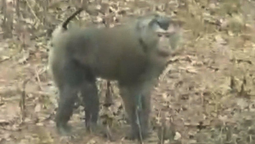 Cá thể khỉ đã tấn công và làm 3 người bị thương tại khu sản xuất bản Cốc Lắc, xã Chiềng Hặc, tỉnh Sơn La. (ẢNH: NGUYỄN SƠN)