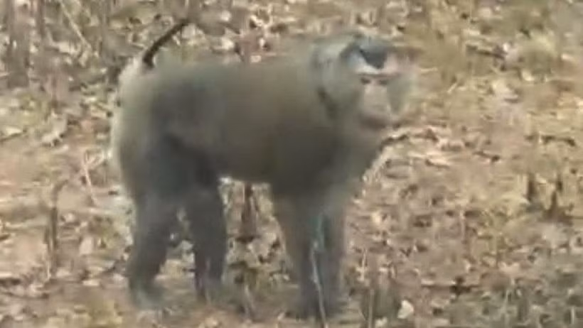 Cá thể khỉ đã tấn công và làm 3 người bị thương tại khu sản xuất bản Cốc Lắc, xã Chiềng Hặc, tỉnh Sơn La. (ẢNH: NGUYỄN SƠN)