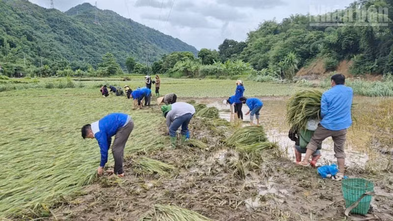 Hơn 200 đoàn viên, thanh niên Trường trung học phổ thông xã Gia Phù tham gia giúp các hộ dân vùng lũ gặt lúa. 