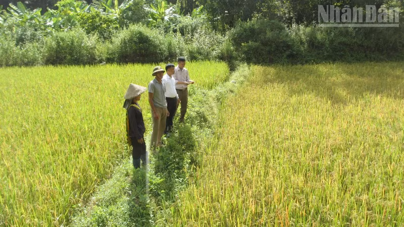 Khu vực từng bị đào xới nham nhở bởi tình trạng khai thác vàng trái phép của gia đình bà Vì Thị Chanh, bản Lứa, xã Mường La đã được khôi phục trồng lúa.