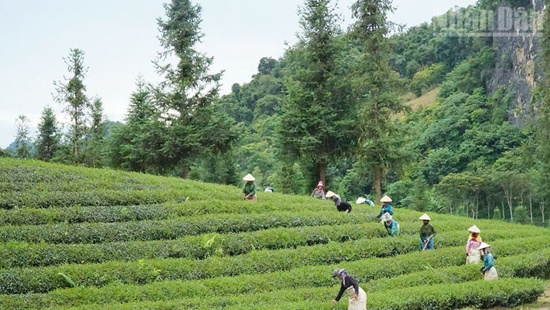 Khu vực miền núi phía bắc là vùng có diện tích nông lâm kết hợp lớn nhất cả nước.