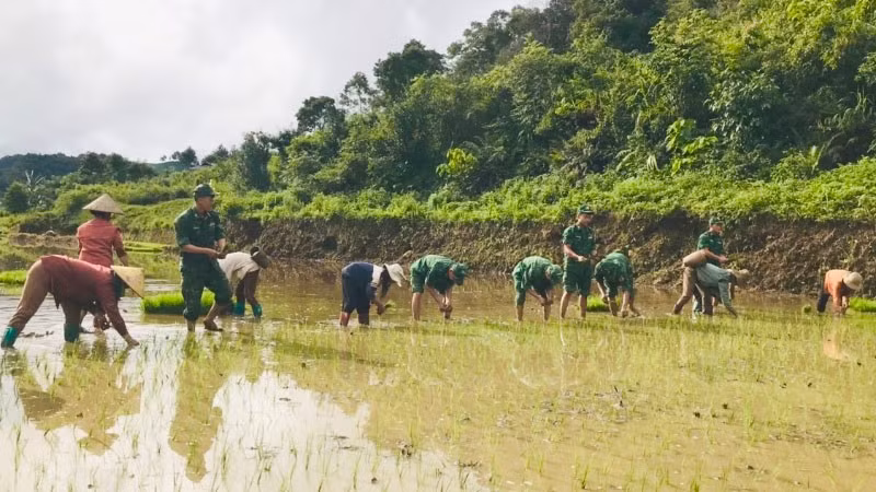 Cán bộ, chiến sĩ các Đồn Biên phòng giúp người dân cấy lúa sau khi mưa lũ đi qua.