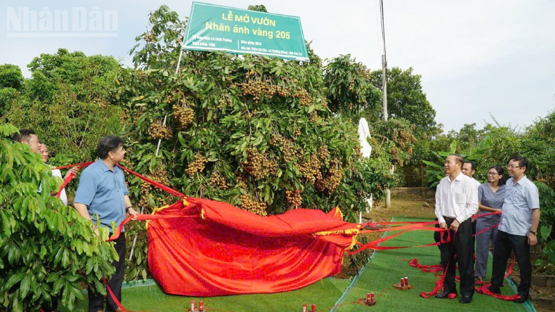 Đồng chí Phùng Đức Tiến, Thứ trưởng Nông nghiệp và Môi trường cùng các đại biểu thực hiện nghi lễ mở vườn và kết nối cung cầu sản phẩm nhãn Ánh vàng 205. 