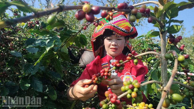 Trong trang phục truyền thống rực rỡ, các đội thi với đôi tay thoăn thoắt hái từng chùm quả đỏ, tuân thủ kỹ thuật "không rung cây, không bẻ cành".