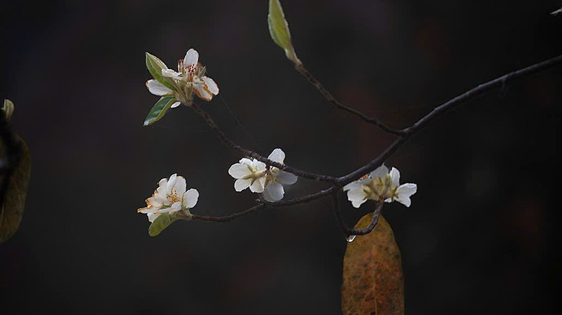 Vào tháng 3 hằng năm, sắc trắng hoa Sơn Tra ở bản Nậm Nghẹp bắt đầu nở rộ khắp các cánh rừng. (Ảnh: LONG VÕ)